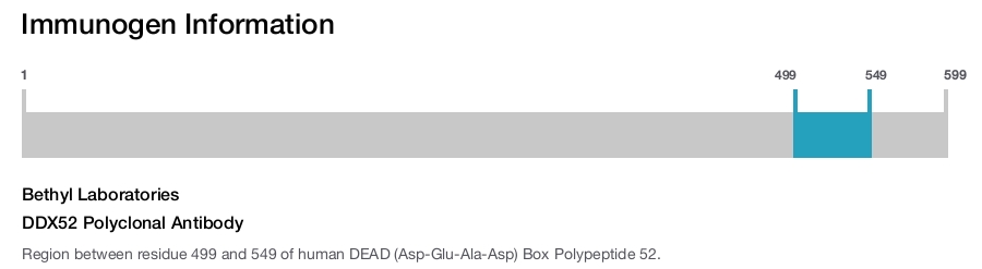 DDX52 Polyclonal Antibody