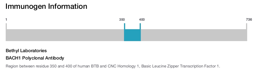 BACH1 Polyclonal Antibody