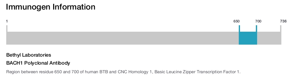 BACH1 Polyclonal Antibody