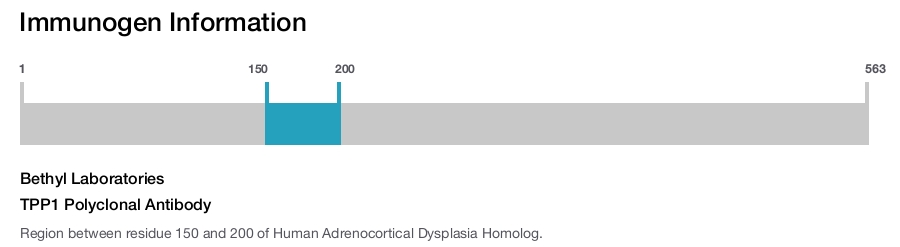TPP1 Polyclonal Antibody