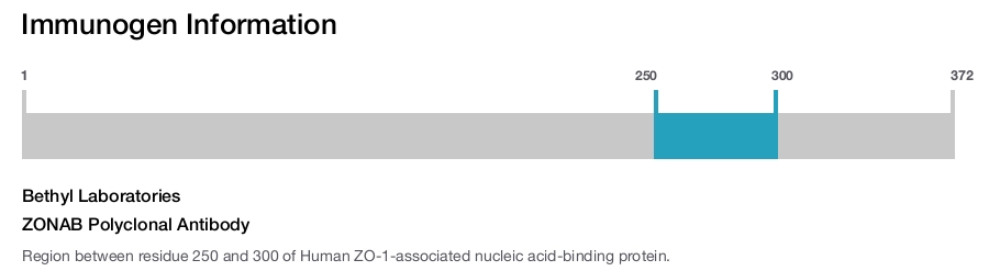 ZONAB Polyclonal Antibody