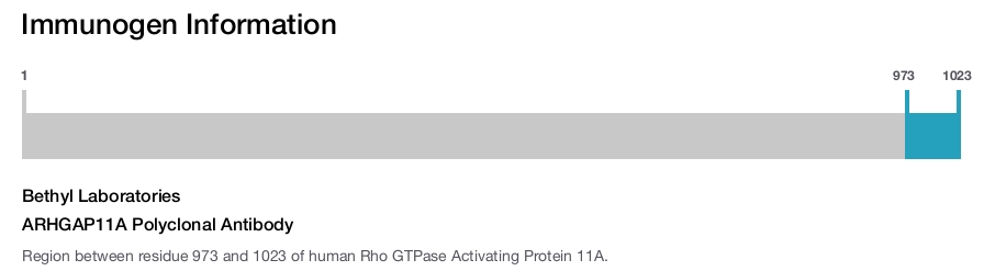 ARHGAP11A Polyclonal Antibody