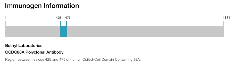 CCDC88A Polyclonal Antibody