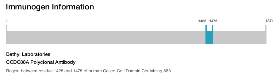 CCDC88A Polyclonal Antibody