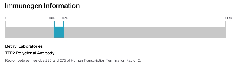 TTF2 Polyclonal Antibody