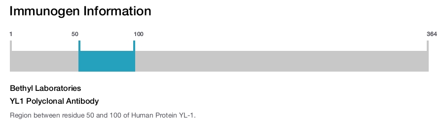 YL1 Polyclonal Antibody