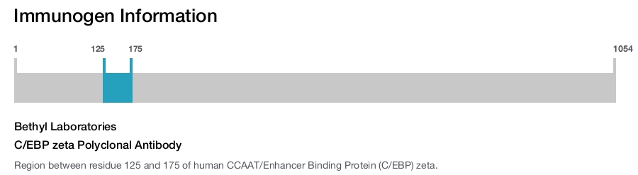 C/EBP zeta Polyclonal Antibody