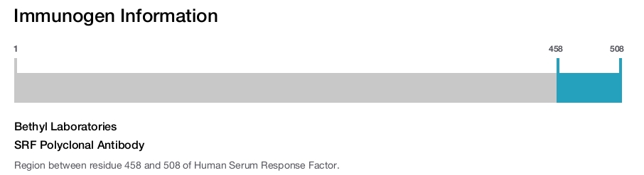 SRF Polyclonal Antibody