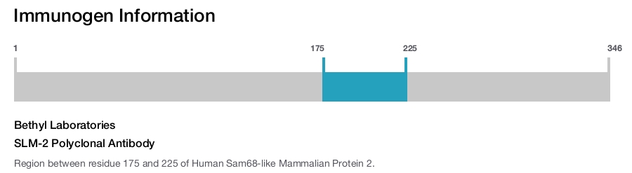 SLM-2 Polyclonal Antibody