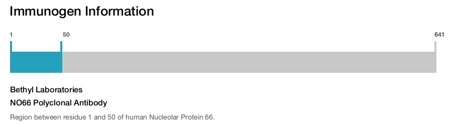 NO66 Polyclonal Antibody