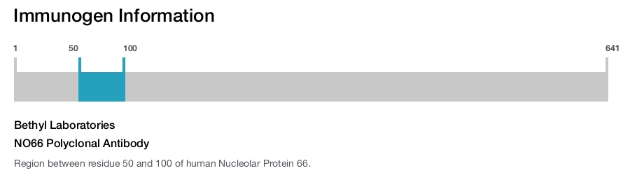 NO66 Polyclonal Antibody