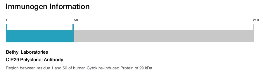 CIP29 Polyclonal Antibody
