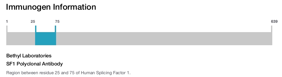 SF1 Polyclonal Antibody
