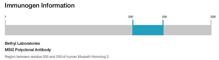 MSI2 Polyclonal Antibody