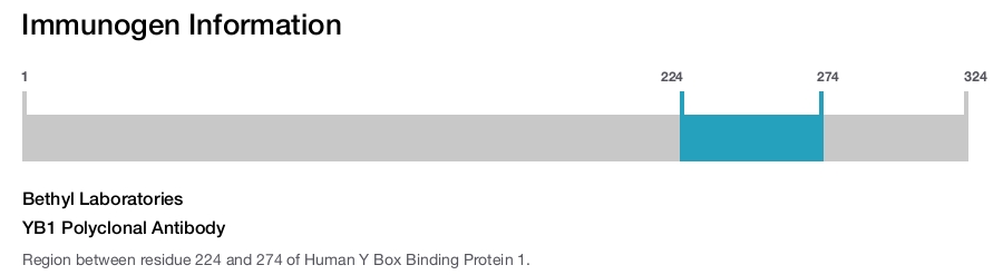YB1 Polyclonal Antibody
