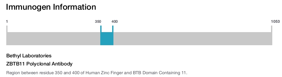 ZBTB11 Polyclonal Antibody