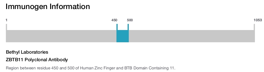 ZBTB11 Polyclonal Antibody