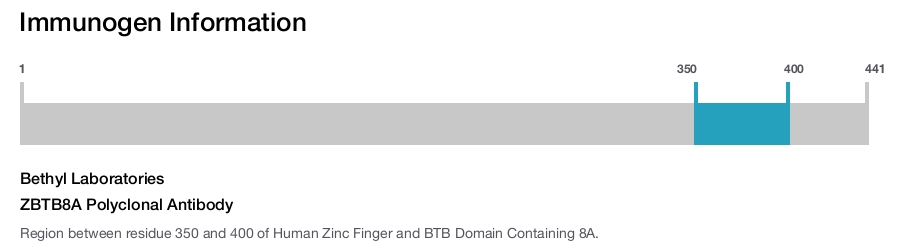 ZBTB8A Polyclonal Antibody