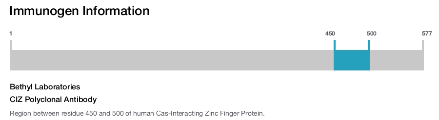 CIZ Polyclonal Antibody