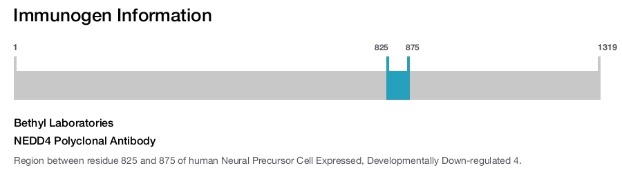 NEDD4 Polyclonal Antibody