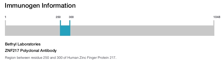 ZNF217 Polyclonal Antibody