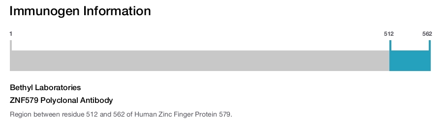 ZNF579 Polyclonal Antibody