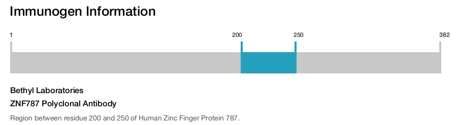 ZNF787 Polyclonal Antibody