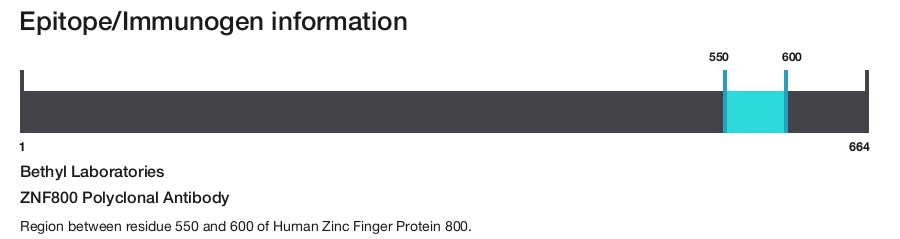 ZNF800 Polyclonal Antibody