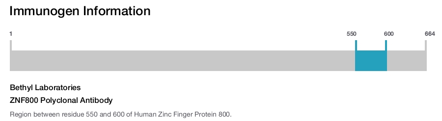ZNF800 Polyclonal Antibody