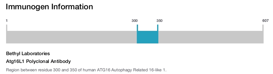 Atg16L1 Polyclonal Antibody