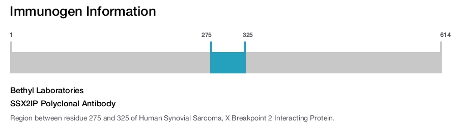 SSX2IP Polyclonal Antibody