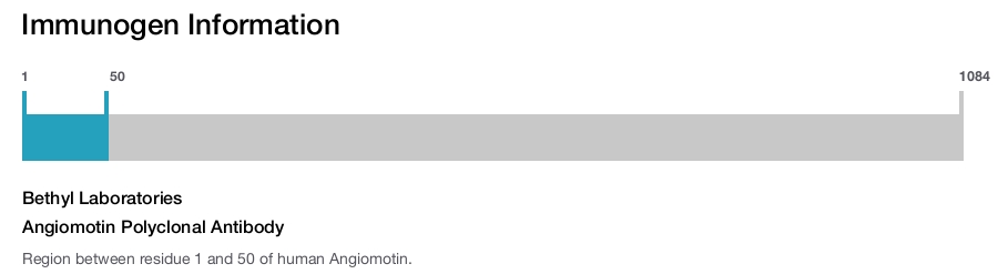 Angiomotin Polyclonal Antibody