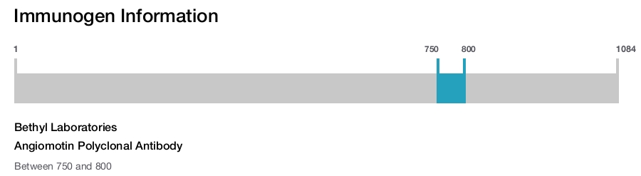 Angiomotin Polyclonal Antibody