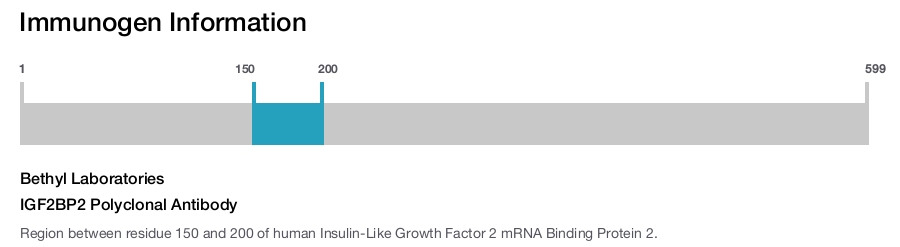IGF2BP2 Polyclonal Antibody