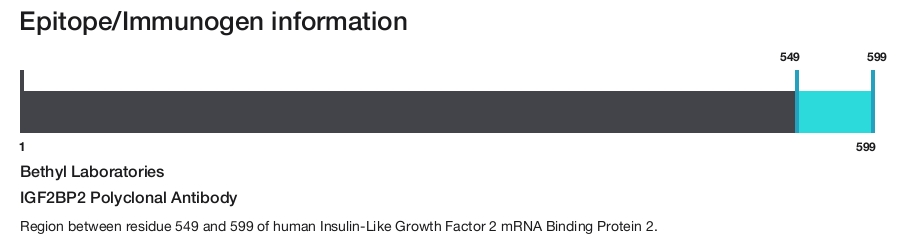 IGF2BP2 Polyclonal Antibody
