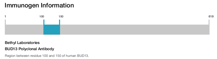 BUD13 Polyclonal Antibody