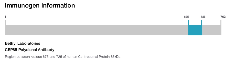 CEP85 Polyclonal Antibody