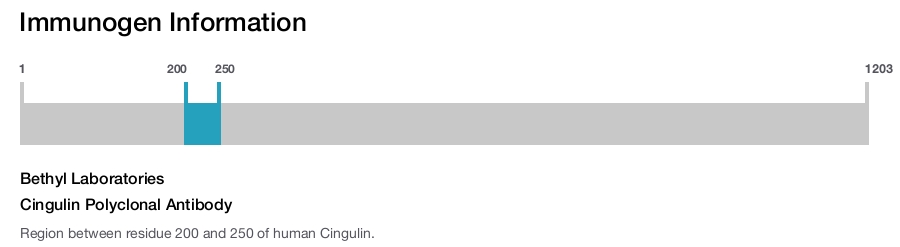 Cingulin Polyclonal Antibody