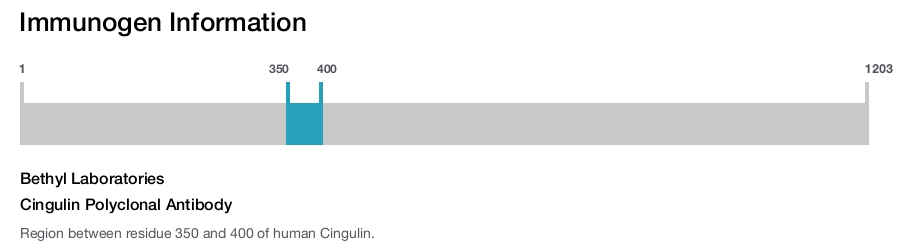 Cingulin Polyclonal Antibody