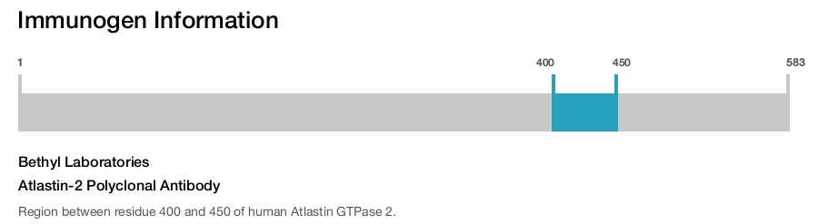 Atlastin-2 Polyclonal Antibody