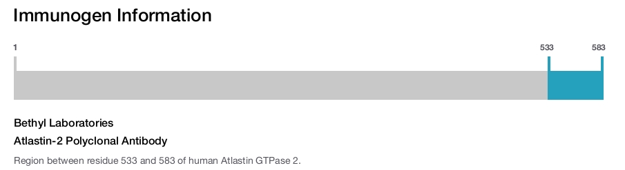 Atlastin-2 Polyclonal Antibody