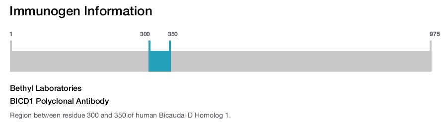 BICD1 Polyclonal Antibody