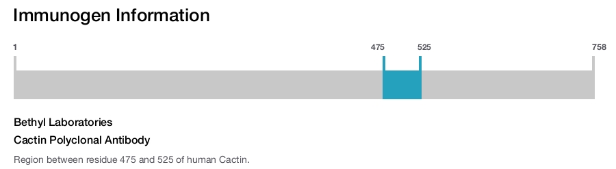 Cactin Polyclonal Antibody