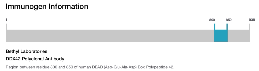 DDX42 Polyclonal Antibody