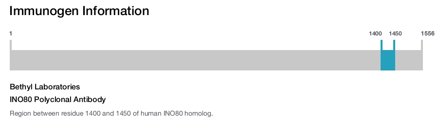 INO80 Polyclonal Antibody