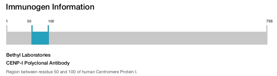 CENP-I Polyclonal Antibody