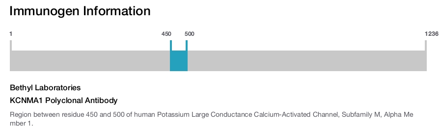 KCNMA1 Polyclonal Antibody