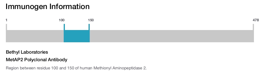 MetAP2 Polyclonal Antibody