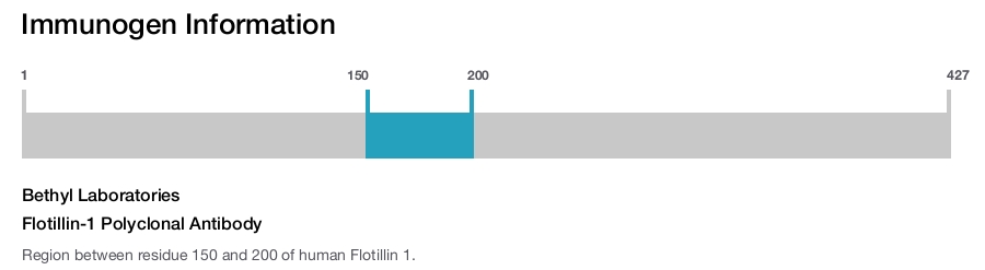 Flotillin-1 Polyclonal Antibody