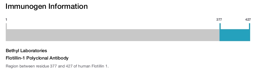 Flotillin-1 Polyclonal Antibody